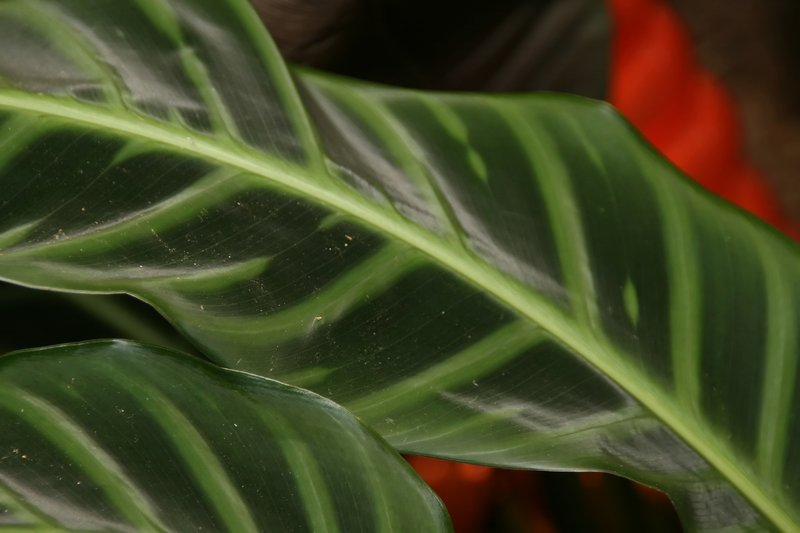 Zebraplant photo 6