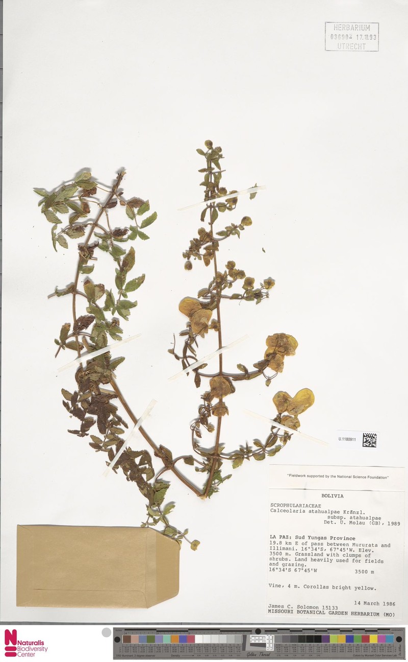 Calceolaria atahualpae subsp. atahualpae