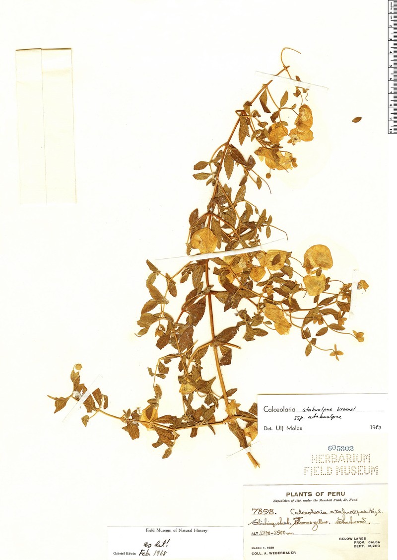 Calceolaria atahualpae subsp. atahualpae photo 2