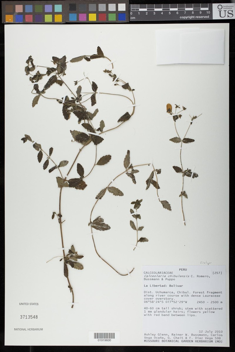 Calceolaria chibulensis