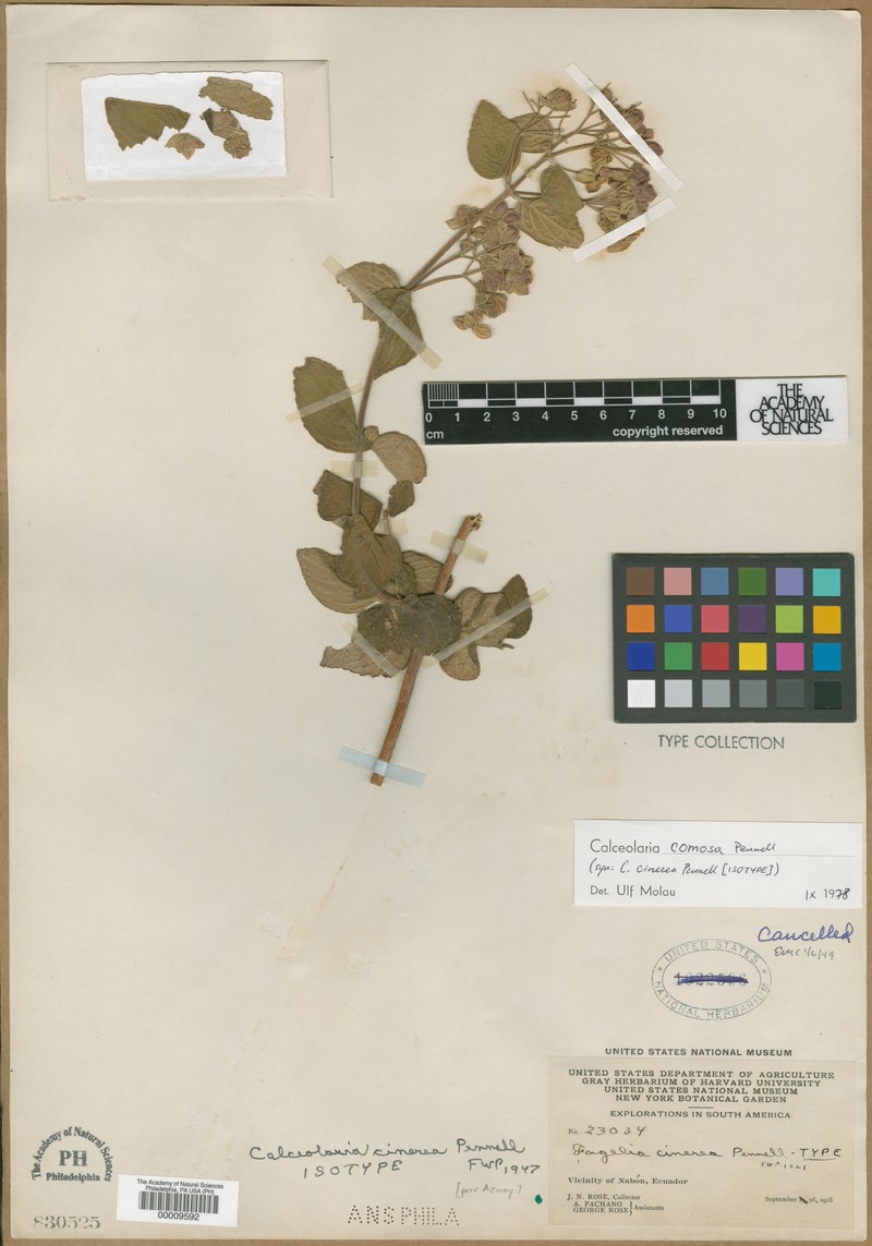Calceolaria comosa subsp. comosa