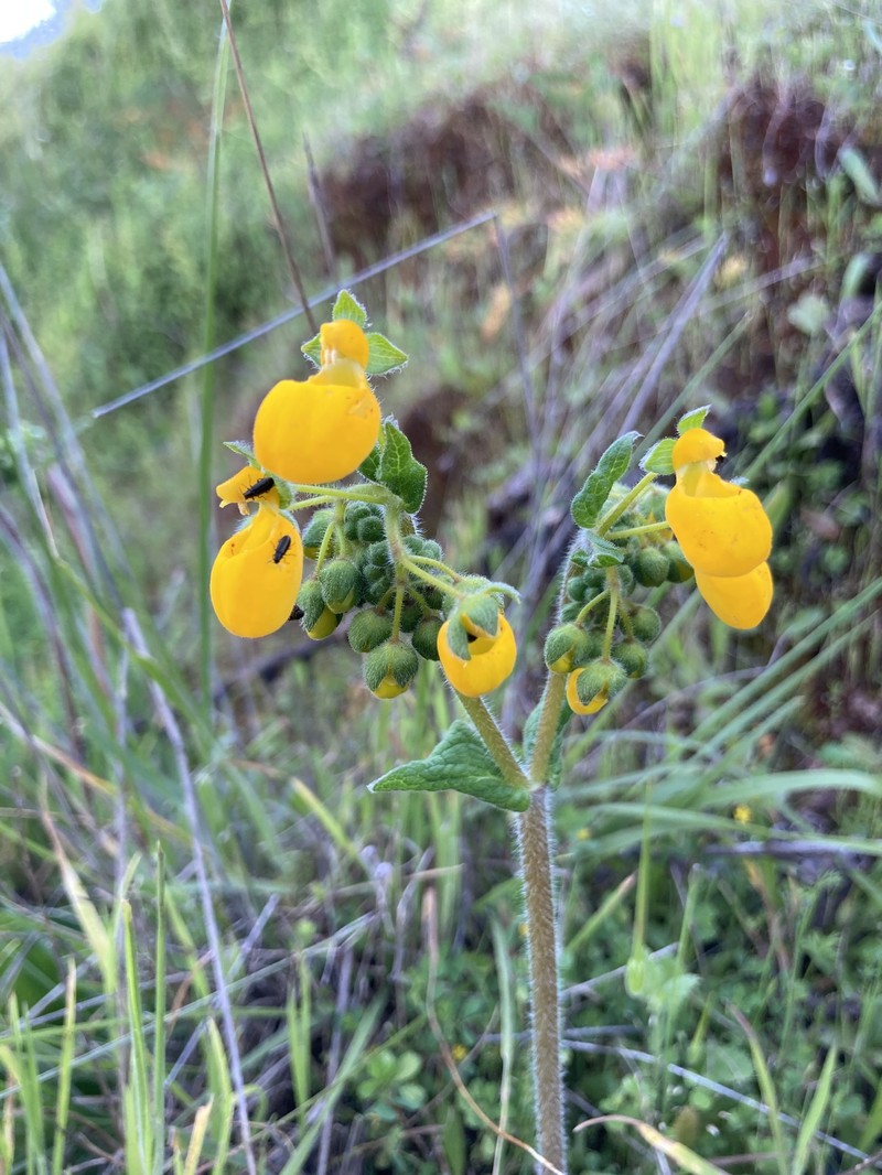 Calceolaria corymbosa subsp. corymbosa