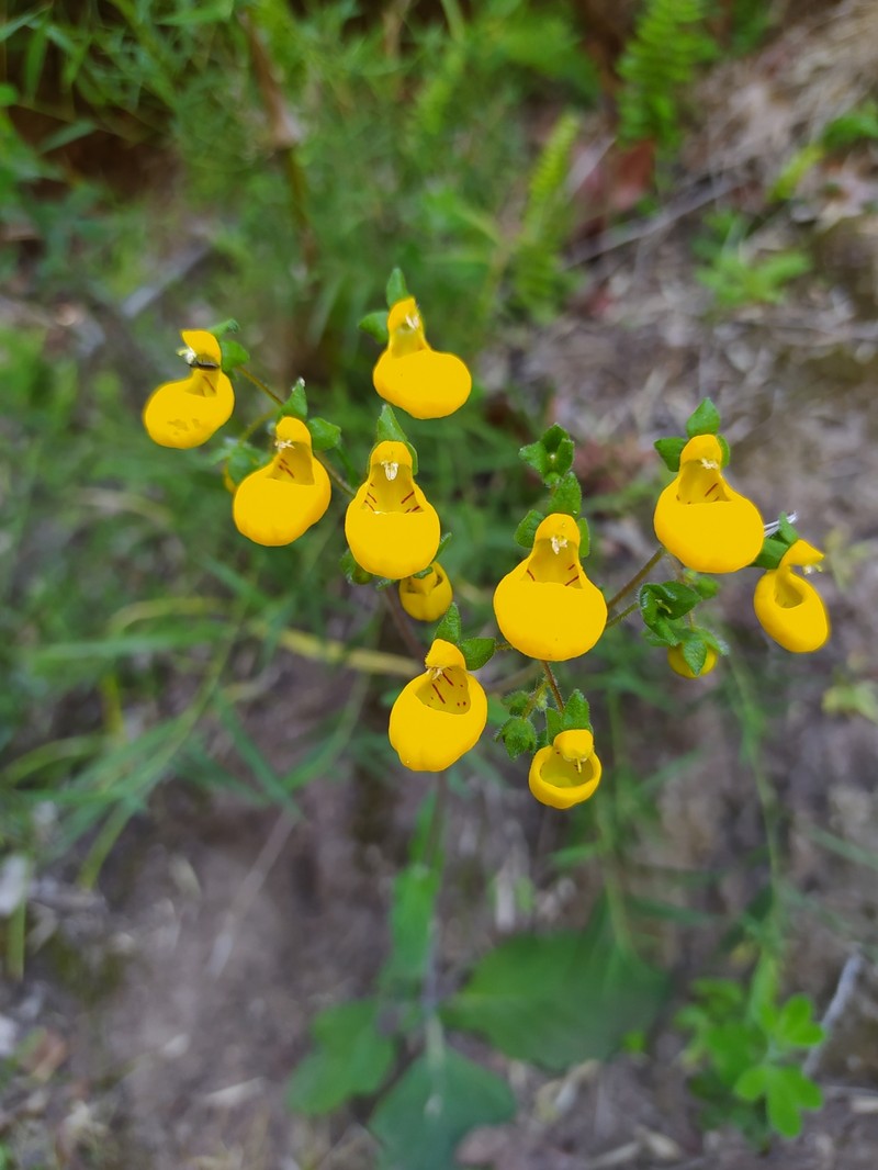Calceolaria corymbosa subsp. corymbosa photo 2