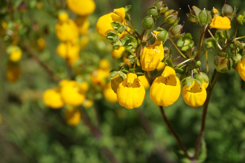 Calceolaria corymbosa subsp. corymbosa photo 3