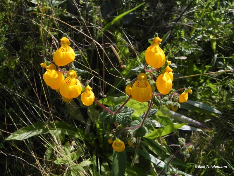 Calceolaria corymbosa subsp. corymbosa photo 4