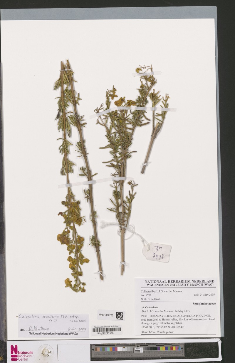 Calceolaria cuneiformis subsp. cuneiformis