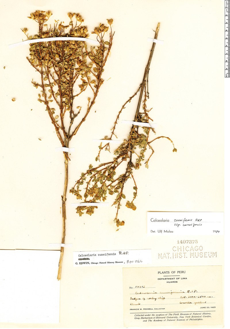 Calceolaria cuneiformis subsp. cuneiformis photo 2