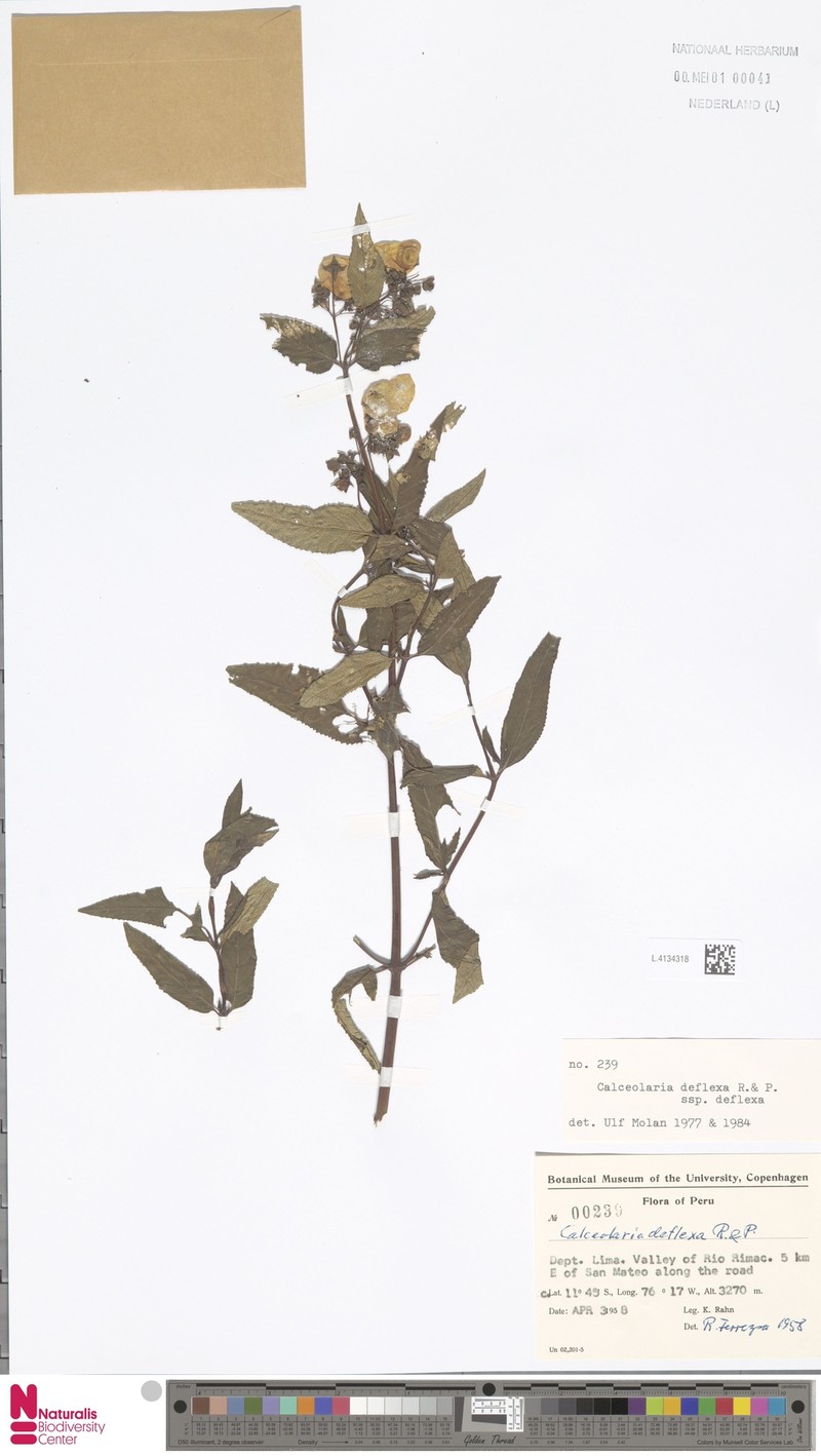 Calceolaria deflexa subsp. deflexa