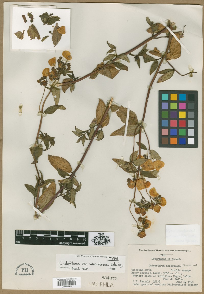 Calceolaria deflexa subsp. deflexa photo 2