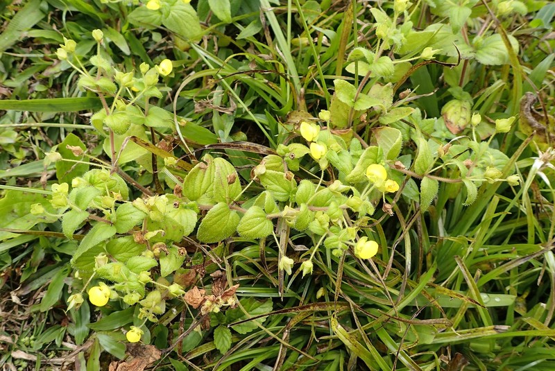 Calceolaria dichotoma subsp. dichotoma