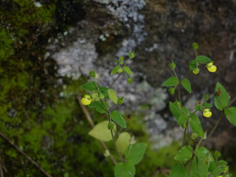 Calceolaria dichotoma subsp. dichotoma photo 2