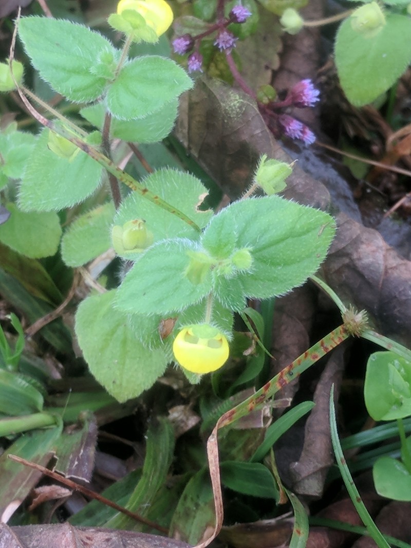 Calceolaria dichotoma subsp. dichotoma photo 3