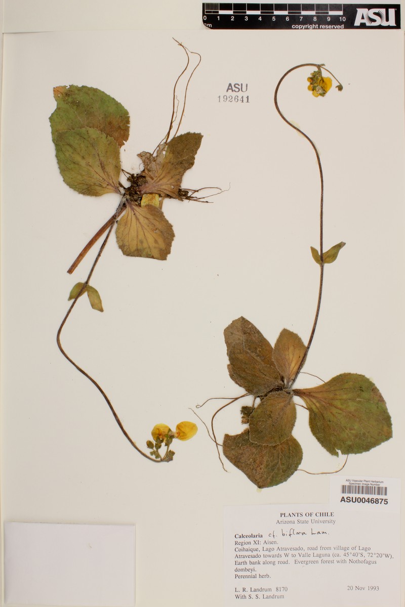 Calceolaria dichotoma subsp. dichotoma photo 4