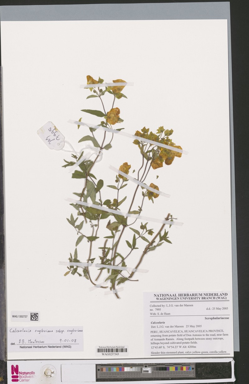 Calceolaria engleriana subsp. engleriana
