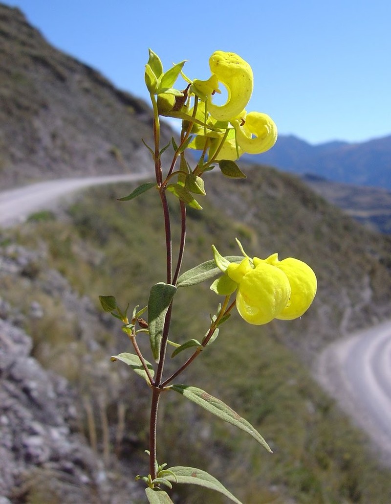 Calceolaria engleriana subsp. engleriana photo 2
