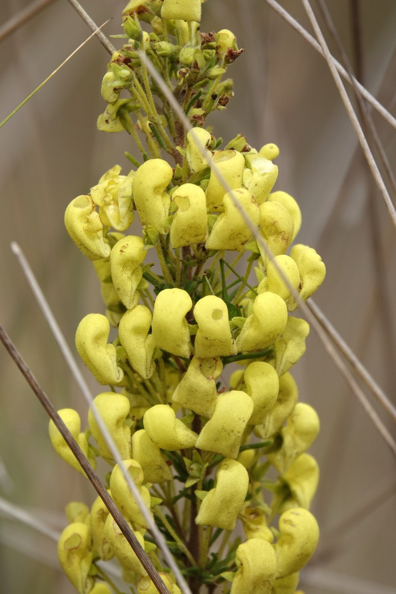 Calceolaria ericoides subsp. ericoides