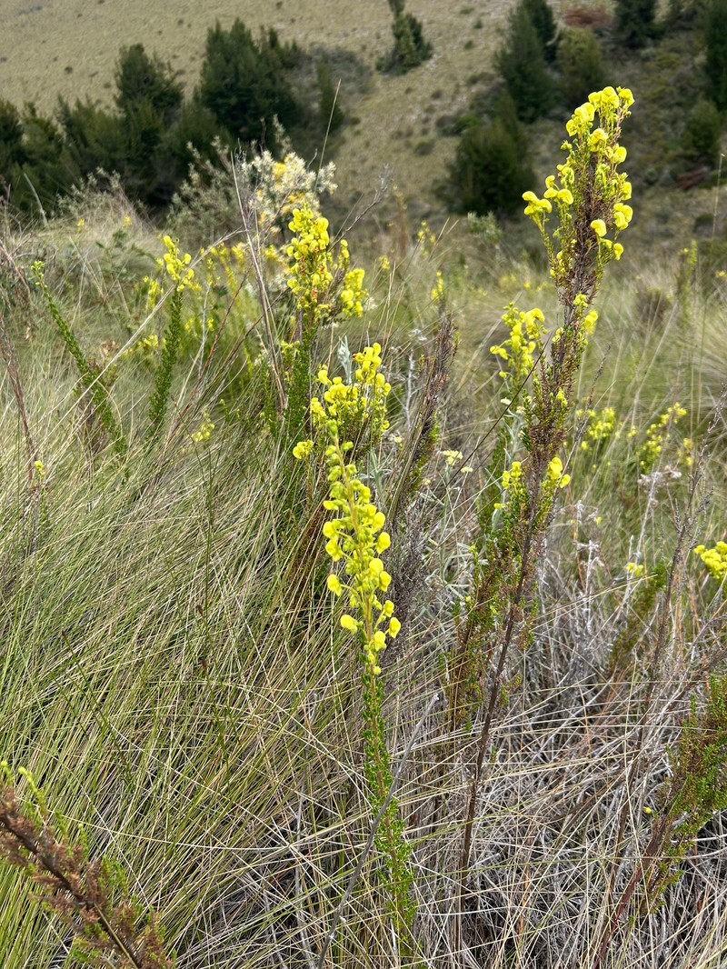 Calceolaria ericoides subsp. ericoides photo 2