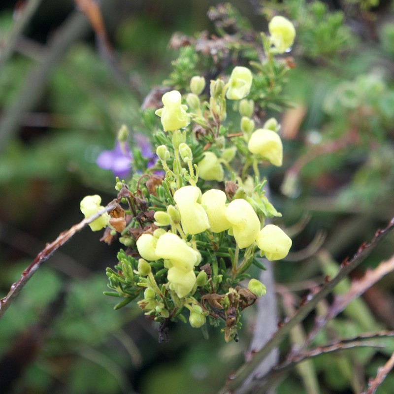 Calceolaria ericoides subsp. ericoides photo 3