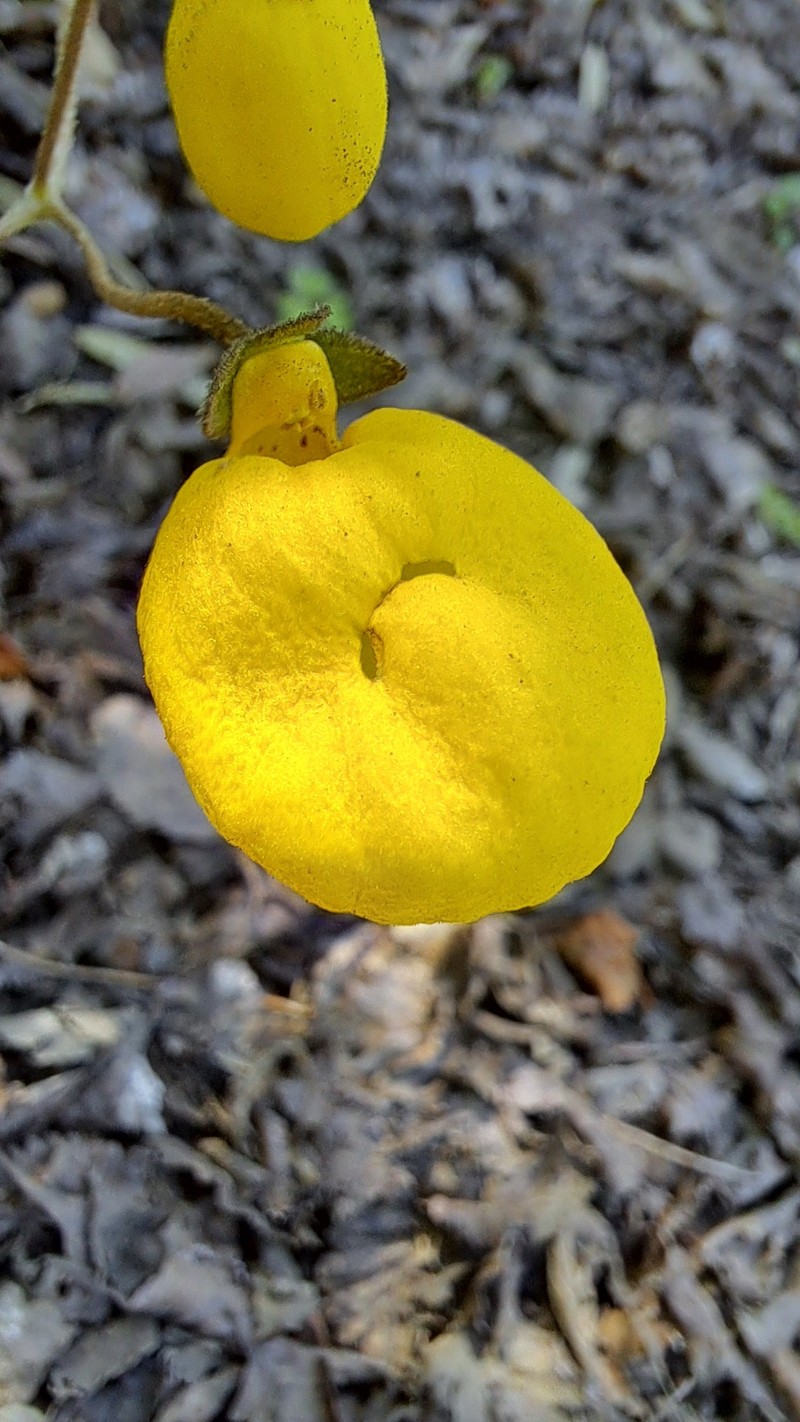 Calceolaria filicaulis subsp. filicaulis