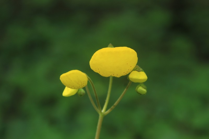 Calceolaria filicaulis subsp. filicaulis photo 2