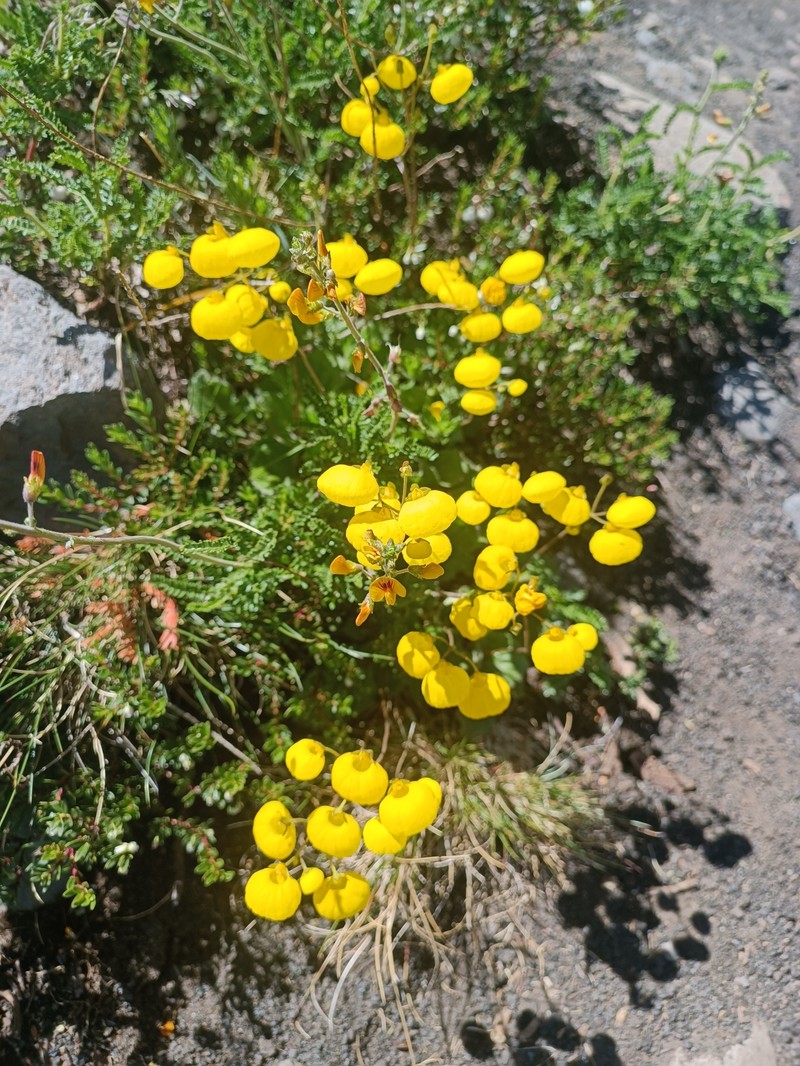 Calceolaria filicaulis subsp. filicaulis photo 3