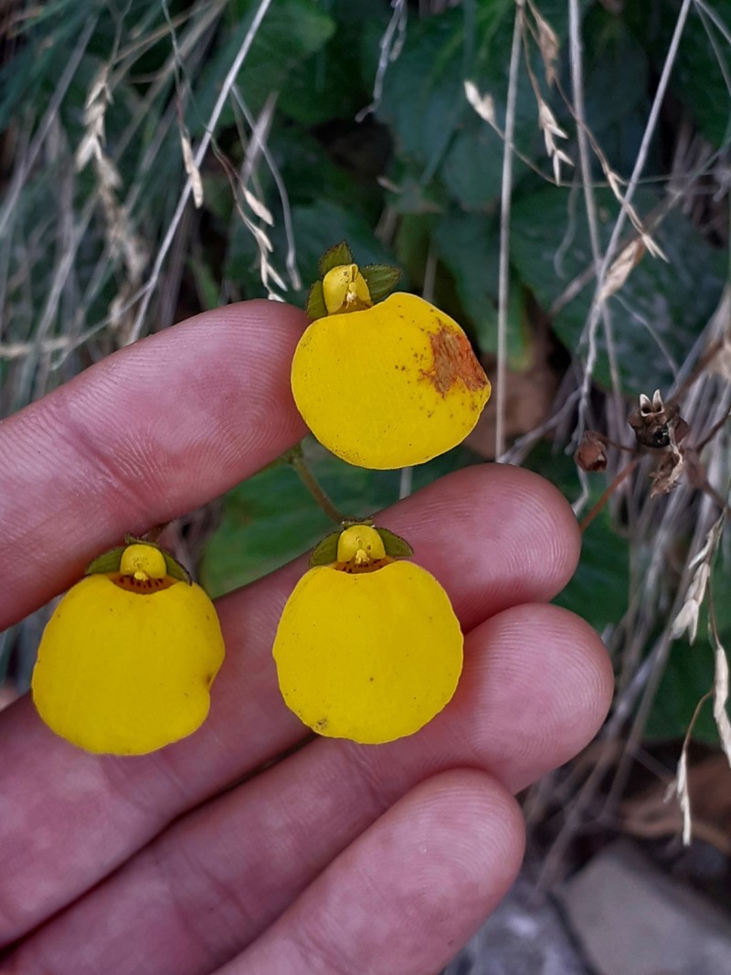 Calceolaria filicaulis subsp. filicaulis photo 4