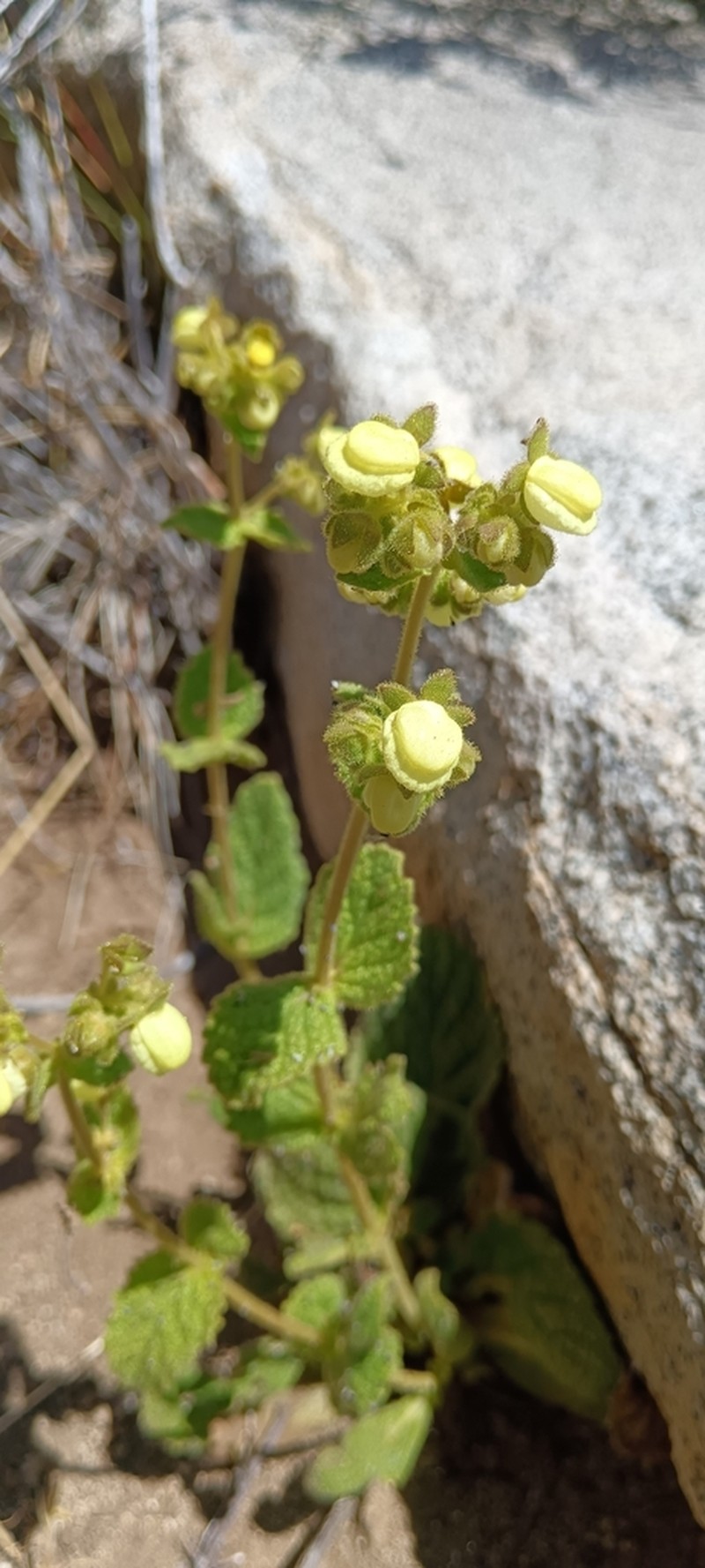 Calceolaria flavida photo 2