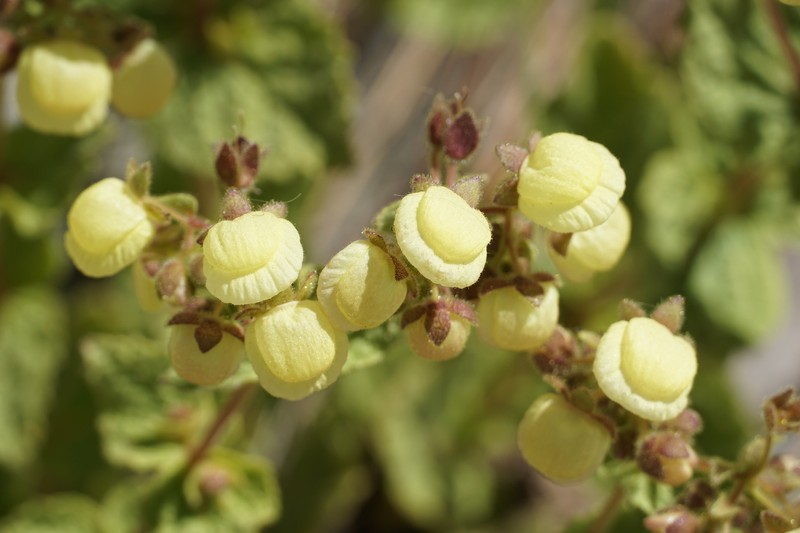 Calceolaria flavida photo 3