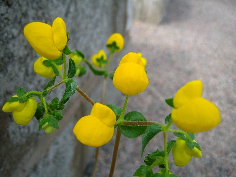 Calceolaria glandulosa subsp. glandulosa