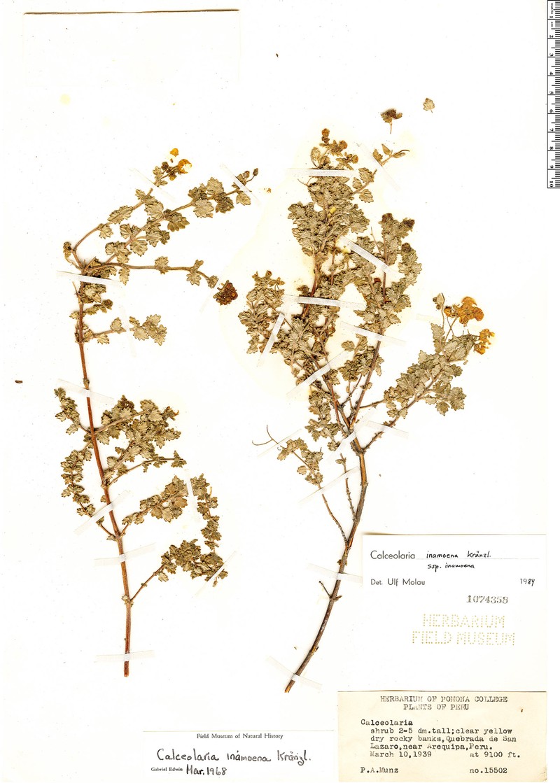 Calceolaria inamoena subsp. inamoena