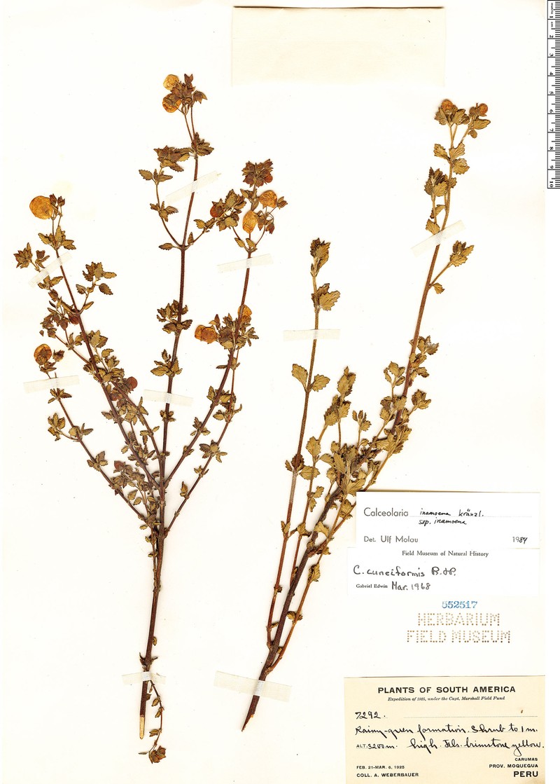 Calceolaria inamoena subsp. inamoena photo 2