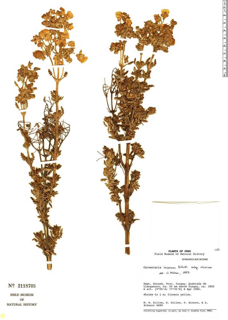 Calceolaria incarum subsp. incarum