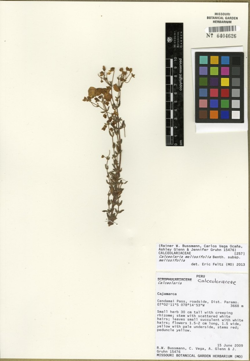 Calceolaria melissifolia subsp. melissifolia