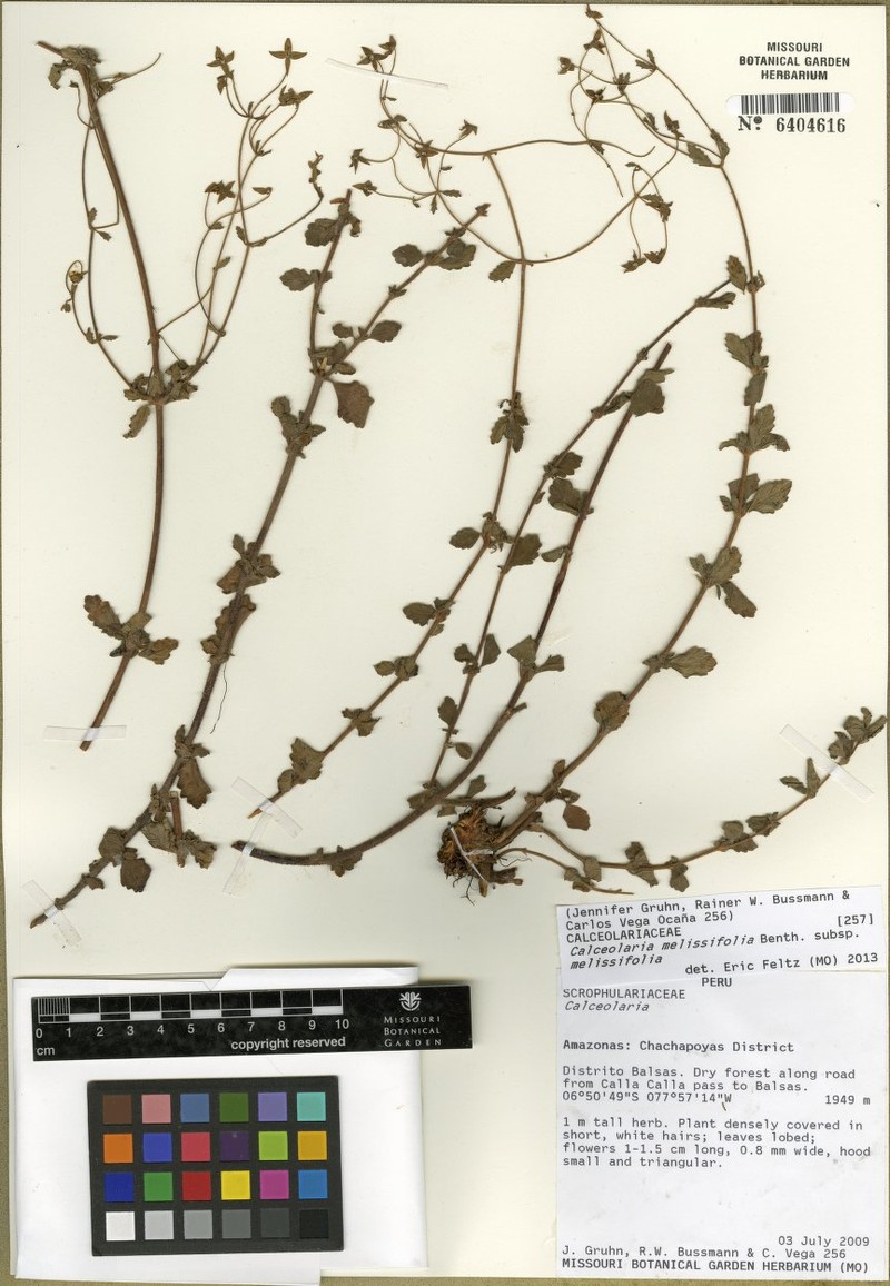 Calceolaria melissifolia subsp. melissifolia photo 2