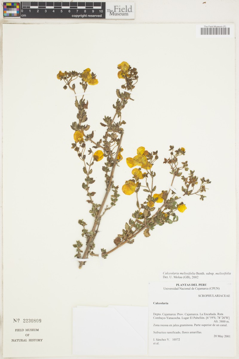 Calceolaria melissifolia subsp. melissifolia photo 3