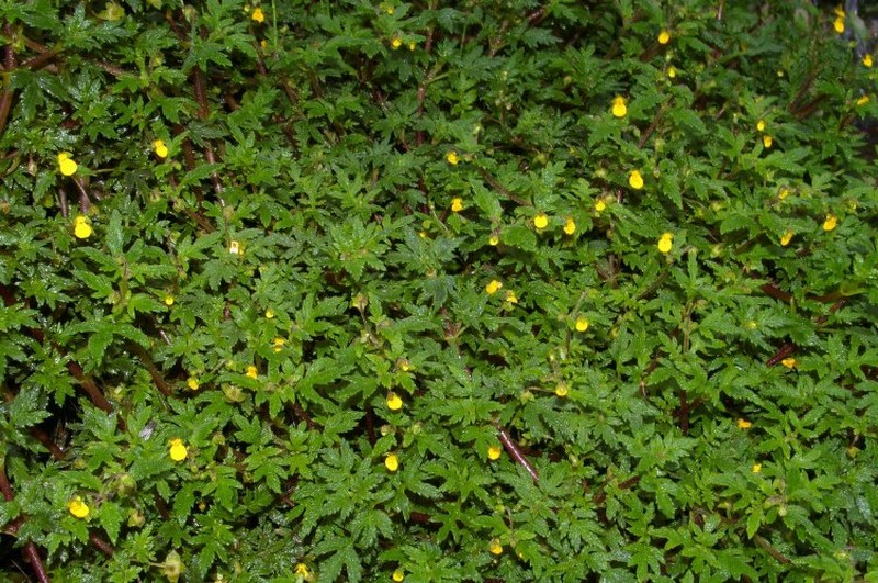 Calceolaria mexicana subsp. mexicana