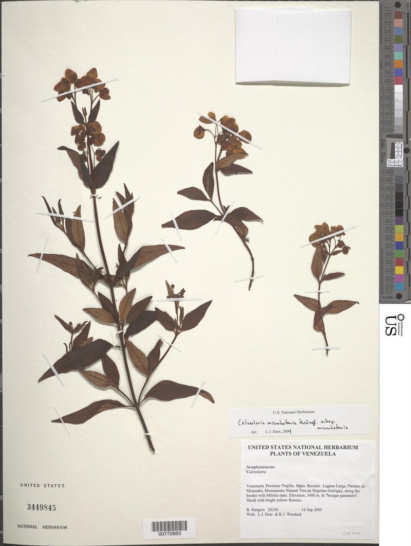 Calceolaria microbefaria subsp. microbefaria
