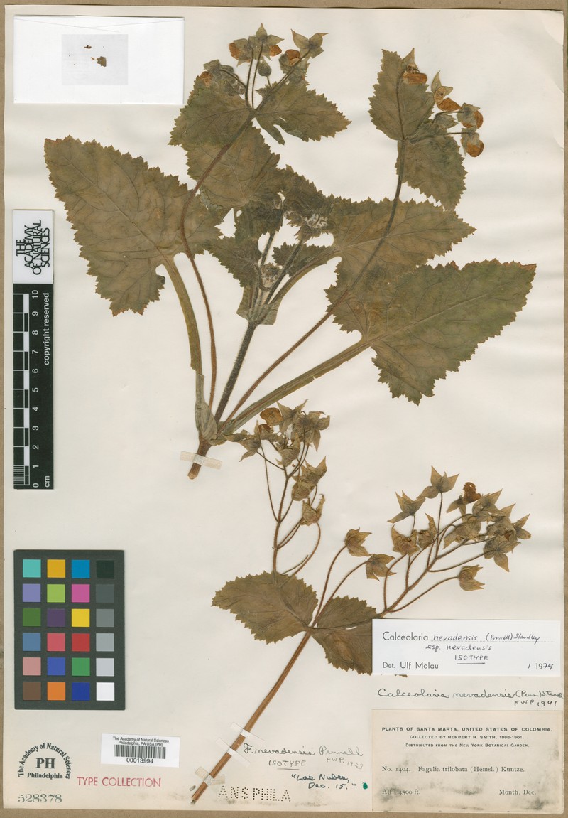 Calceolaria nevadensis subsp. nevadensis