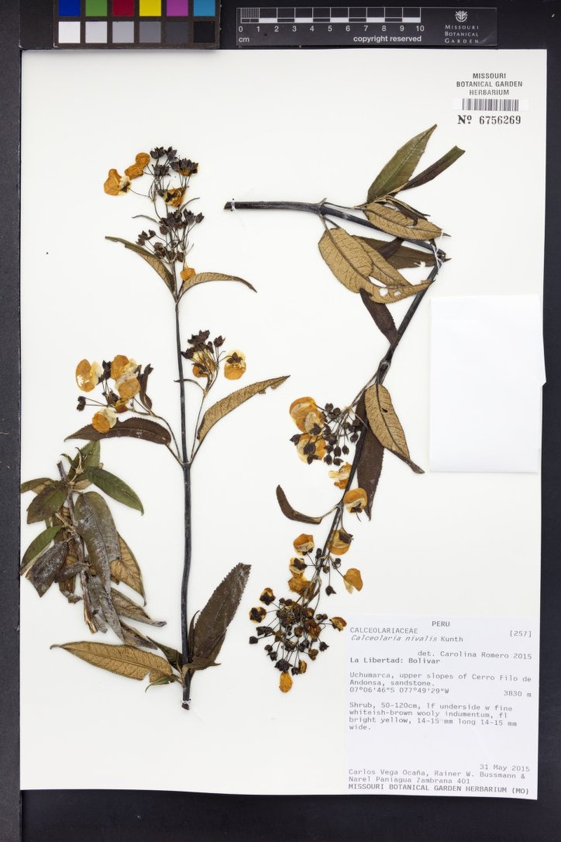 Calceolaria nivalis subsp. lanatifolia