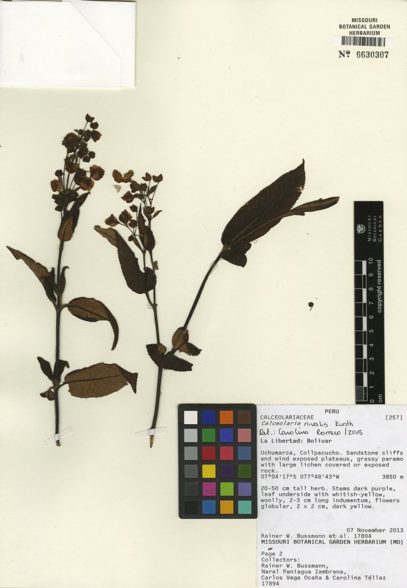 Calceolaria nivalis subsp. lanatifolia photo 2