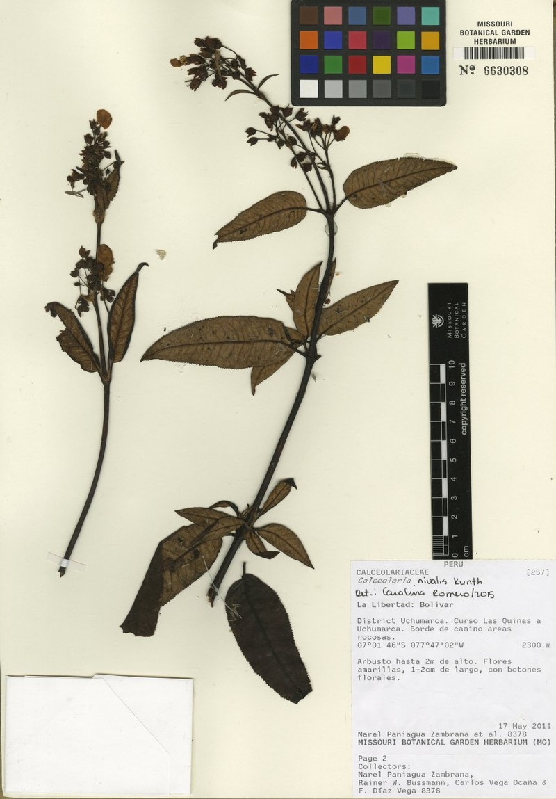 Calceolaria nivalis subsp. lanatifolia photo 3