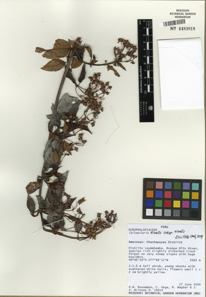 Calceolaria nivalis subsp. nivalis