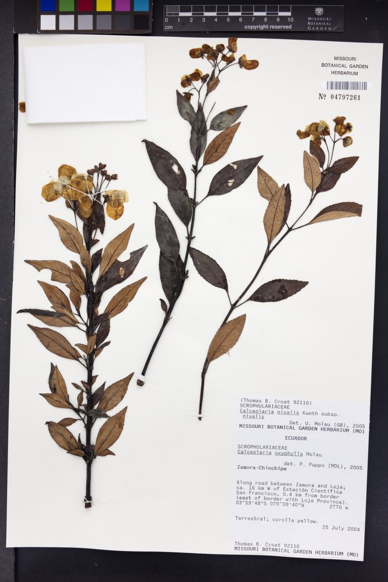 Calceolaria nivalis subsp. nivalis photo 2