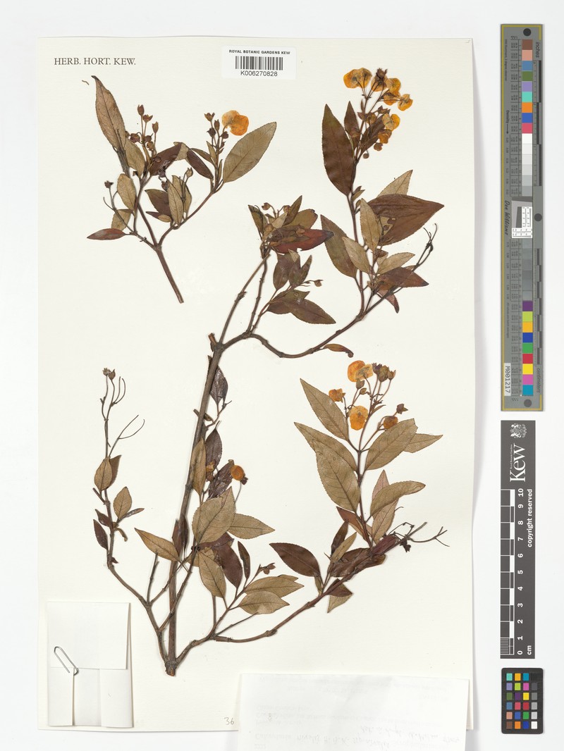 Calceolaria nivalis subsp. nivalis photo 3
