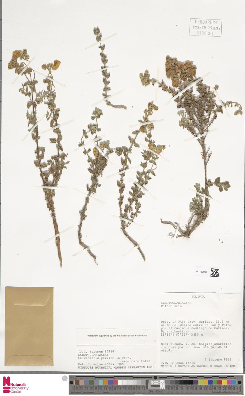 Calceolaria parvifolia subsp. parvifolia