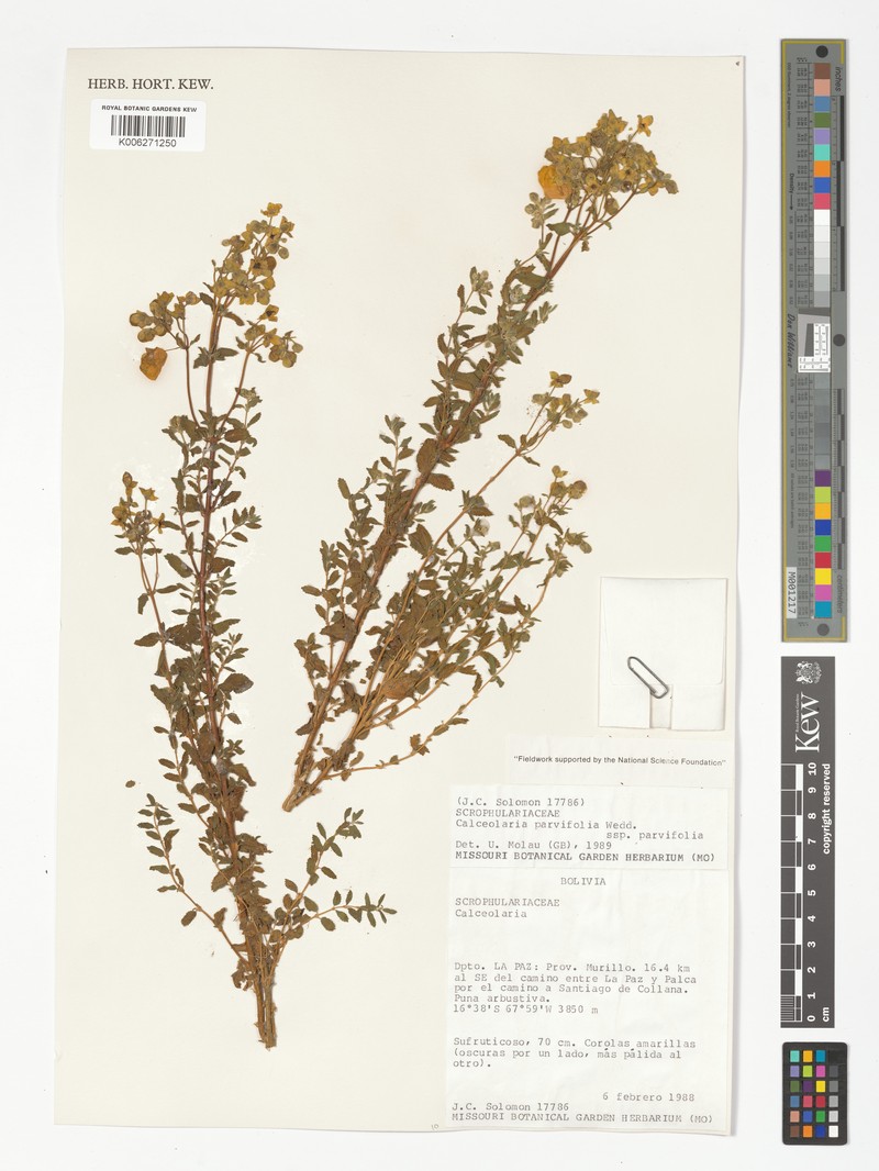 Calceolaria parvifolia subsp. parvifolia photo 2