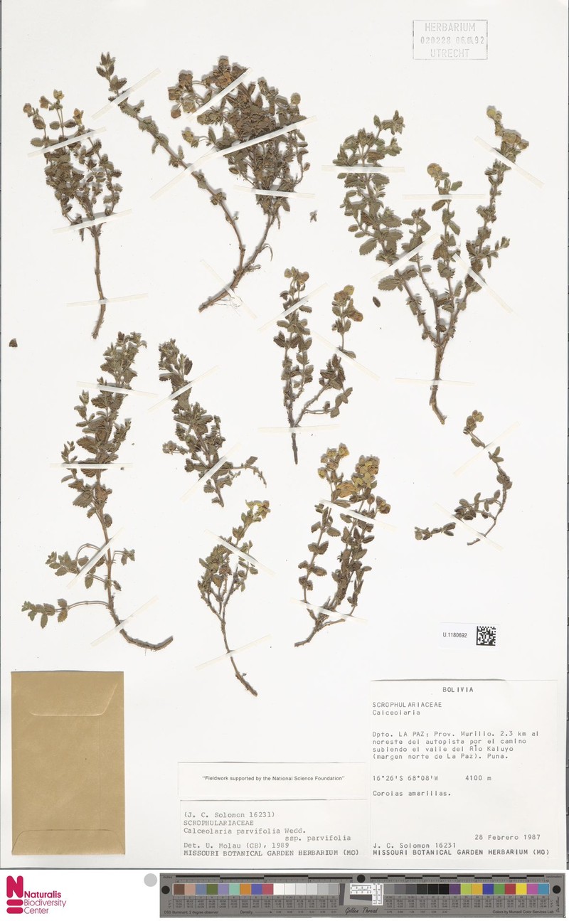 Calceolaria parvifolia subsp. parvifolia photo 3