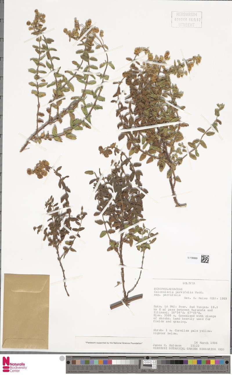 Calceolaria parvifolia subsp. parvifolia photo 4