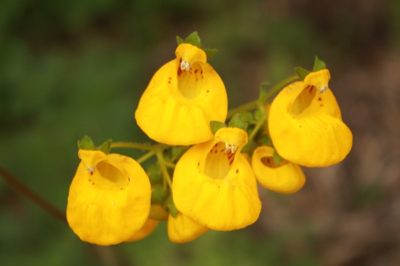 Calceolaria philippii