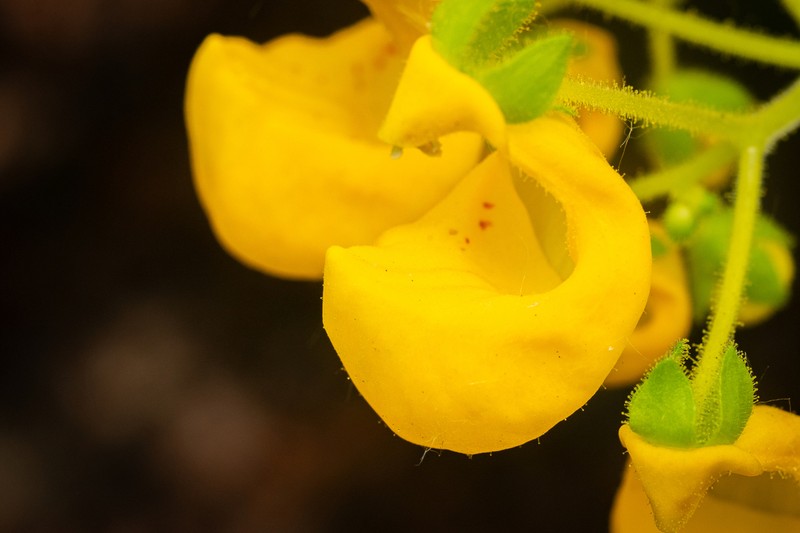 Calceolaria philippii photo 2